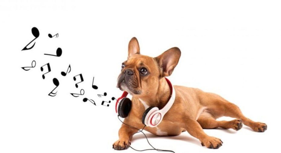 La mejor musica relajante para perros y mascotas